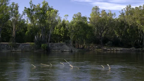 Murray River NSW Stock Footage 235882684