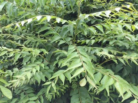 Murraya-koenigii-tree-curry-leaf-tree Stock Photos
