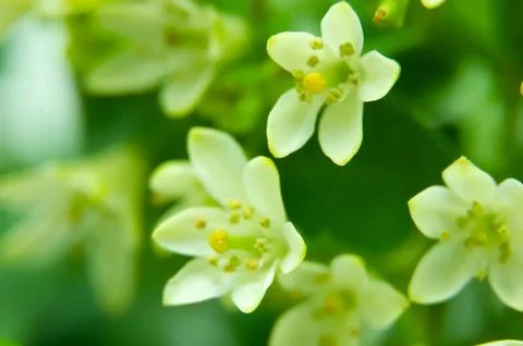 Murraya paniculata, commonly known as orange jasmine, orange jessamine, chi.. Foto stock