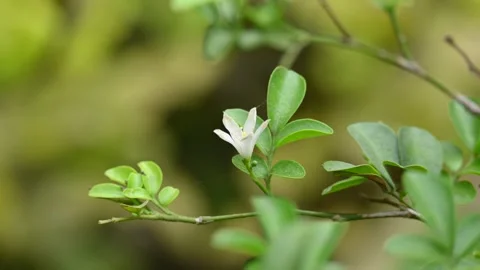 Murraya paniculata flower. Video stock 313142780