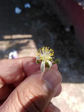 Murraya paniculata flower on hand Fotos Stock