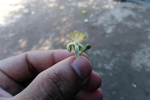 Murraya paniculata flower on hand Stock Photos