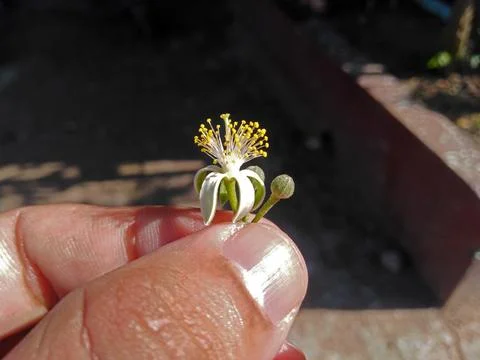 Murraya paniculata flower on hand. Stock Photos
