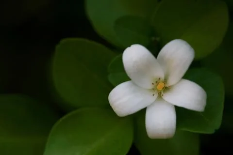 Murraya Paniculata Flower Foto stock