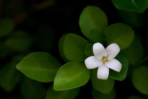 Murraya Paniculata Flower Foto stock