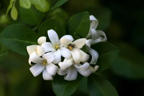 Murraya Paniculata Flower Stock Photos