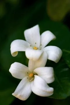 Murraya Paniculata Flower Stock Photos