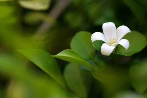 Murraya Paniculata Flower Foto stock
