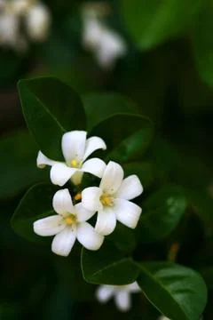 Murraya Paniculata Flower Stock Photos