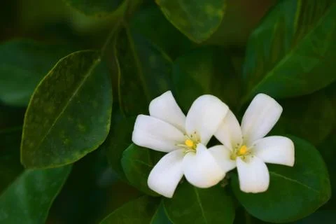 Murraya Paniculata Flower Stock Photos
