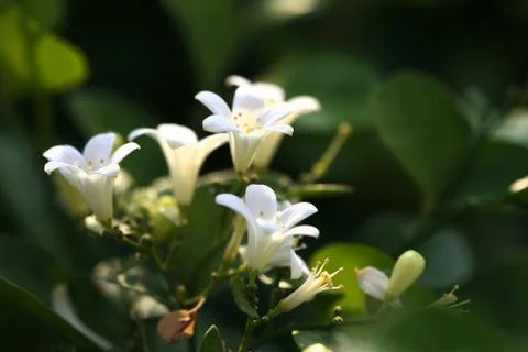 Murraya Paniculata Flower Stock Photos