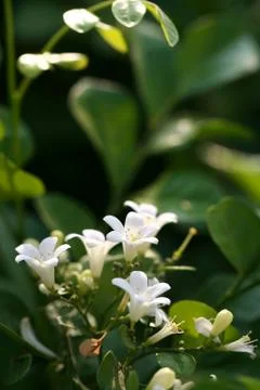 Murraya Paniculata Flower Stock Photos