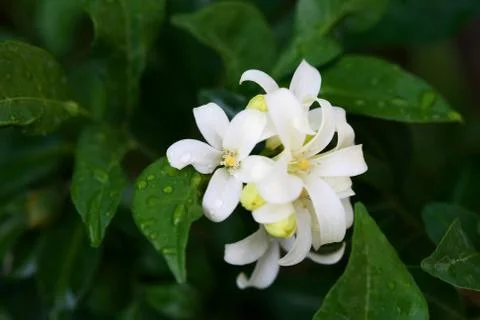 Murraya Paniculata Flower Foto stock