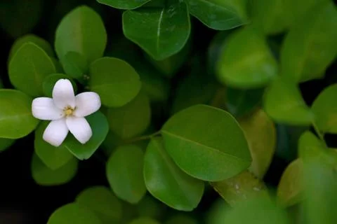 Murraya Paniculata Flower Stock Photos