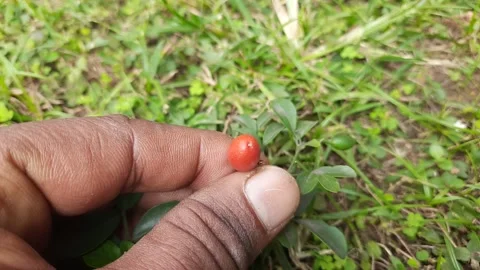Murraya paniculata fruits. Stock Footage 296222189