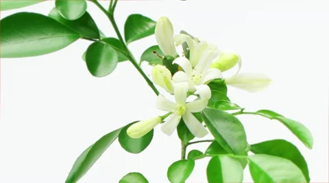 Murraya paniculata (Orange Jasmine) flowers blossom, time lapse Video stock 10885526