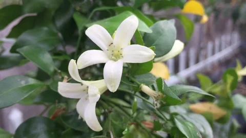 Murraya paniculata, orange jasmine, orange jessamine, china box, mock orange Video stock 234886090