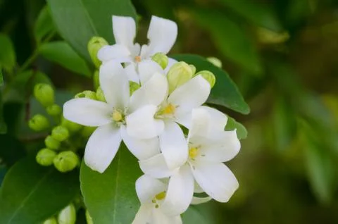 Murraya paniculata Stock Photos