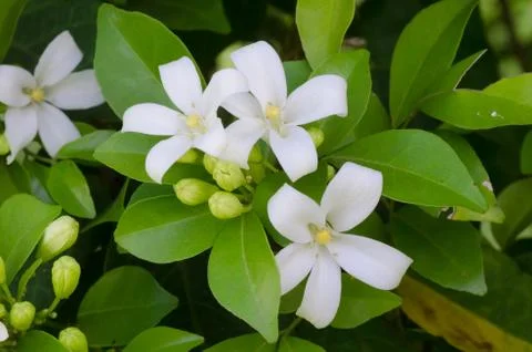 Murraya paniculata Stock Photos