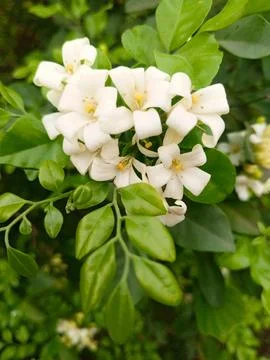 Murraya paniculata- কামিনী ফুল Stock Photos