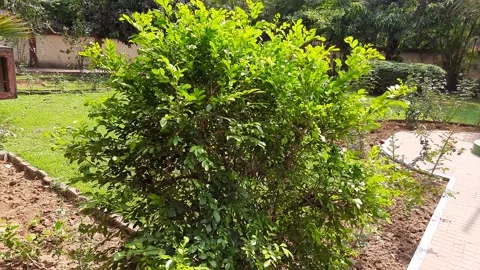 Murraya paniculata plant. Stock Footage 185991071