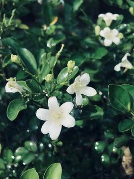 Murraya paniculata tree Foto stock