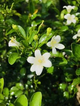 Murraya paniculata tree Foto stock