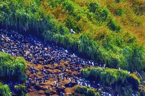 Murres Colony Nests Seabirds Haystack Rock Canon Beach Oregon Stock Photos