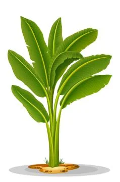 Musa paradisiaca Stock Illustration