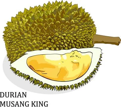The Musang King durian is a top-tier durian variety Stock Illustration