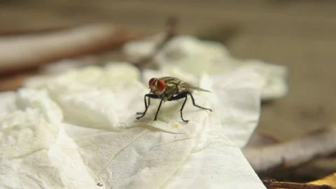 Musca domestica Stock Footage 261398004