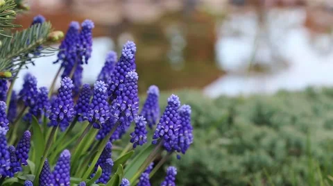 Muscari on the background of grass and the stream Stock Footage 49946006