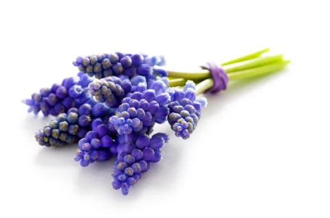 Muscari bunch Stock Photos