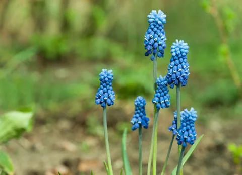 Muscari close up Stock Photos