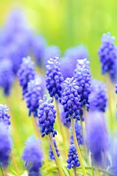 Muscari close-up 스톡 사진