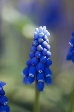 Muscari Closeup Stock Photos