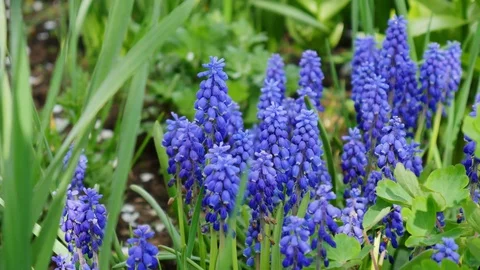 Muscari Comosum flower Video stock 75825621
