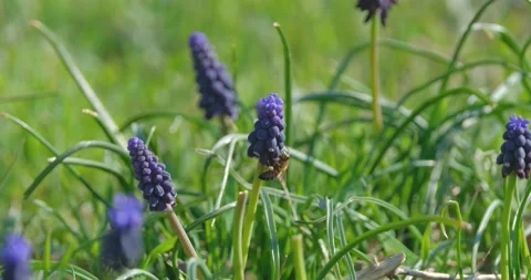Muscari flower close up Stock Footage 160503425