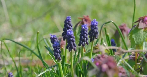 Muscari flower close up Stock Footage 160503493