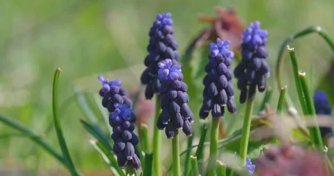 Muscari flower close up Stock Footage 160503498