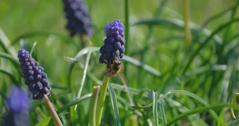 Muscari flower close up Stock Footage 160503523