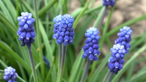 Muscari flower Stock Footage 131368182