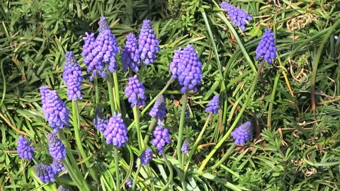 Muscari Stock Footage 327436487