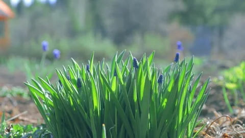 Muscari growth process in closeup Stock Footage 258854274
