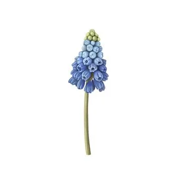 Muscari Stock Illustration