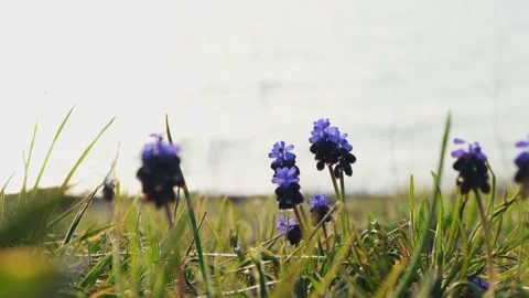 Muscari mouse hyacinth close-up on the background of the sea Stock-Footage 217425000