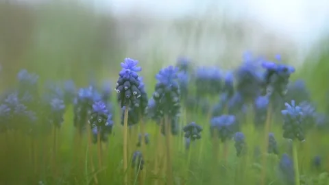 Muscari mouse hyacinth close-up. Stock-Footage 170950243