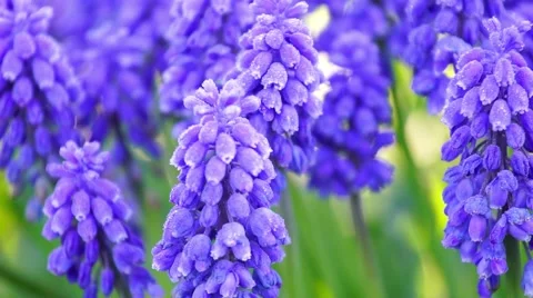Muscari neglectum Stock Footage 62997083