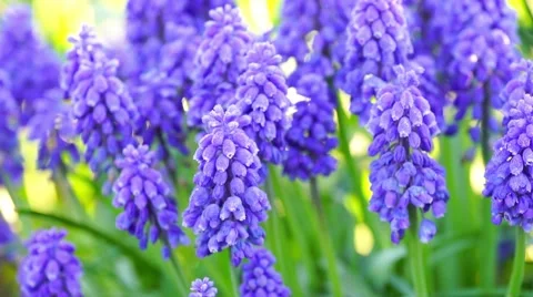 Muscari neglectum Stock Footage 62997350