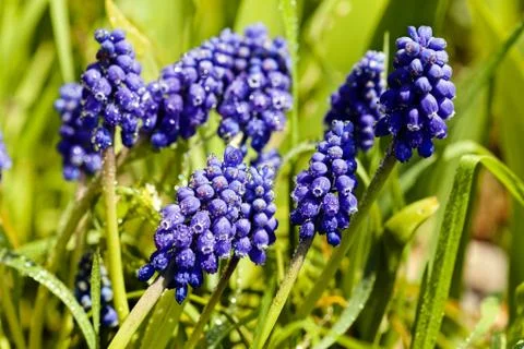 Muscari Stock Photos